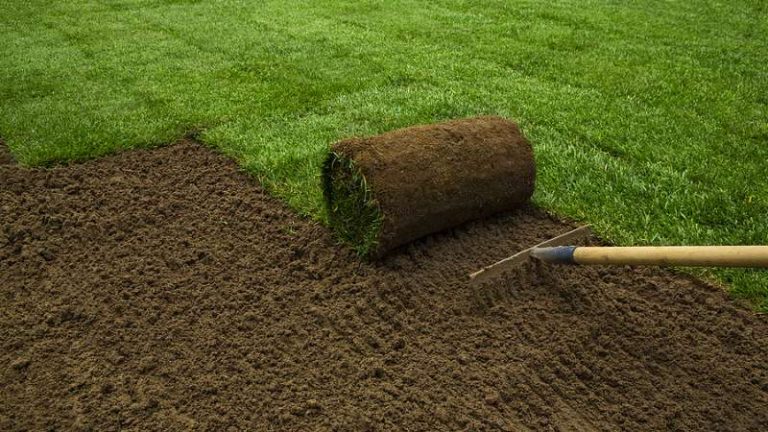 Should You Install Your New Lawn Using Seed Or Sod?